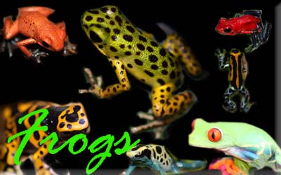 Dart Frogs