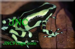 Dart Frog: Auratus Green & Black