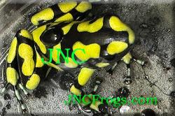 Dart Frog: Dendrobates Auratus Capurgana Columbian Yellow